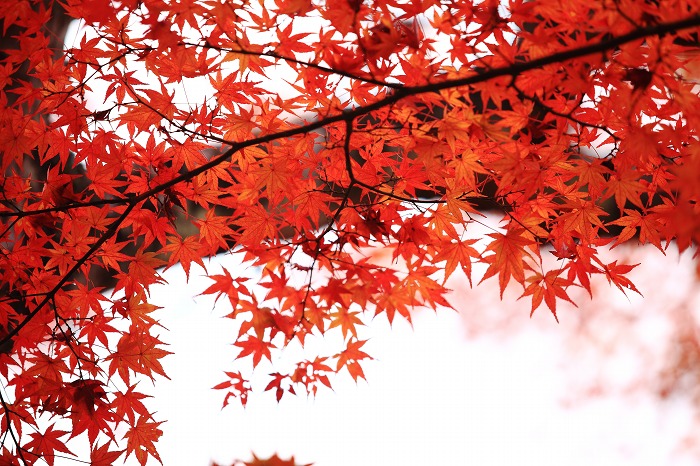 高蔵寺_a0294534_17195767.jpg