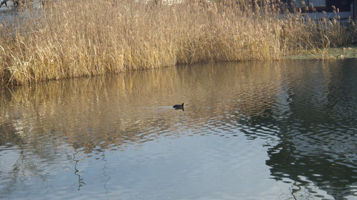 晩秋の上野池公園で散歩です。_c0300035_20463492.jpg