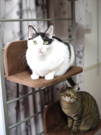 猫のお友だち 八朔くん柚子ちゃん編。_a0143140_23305935.jpg