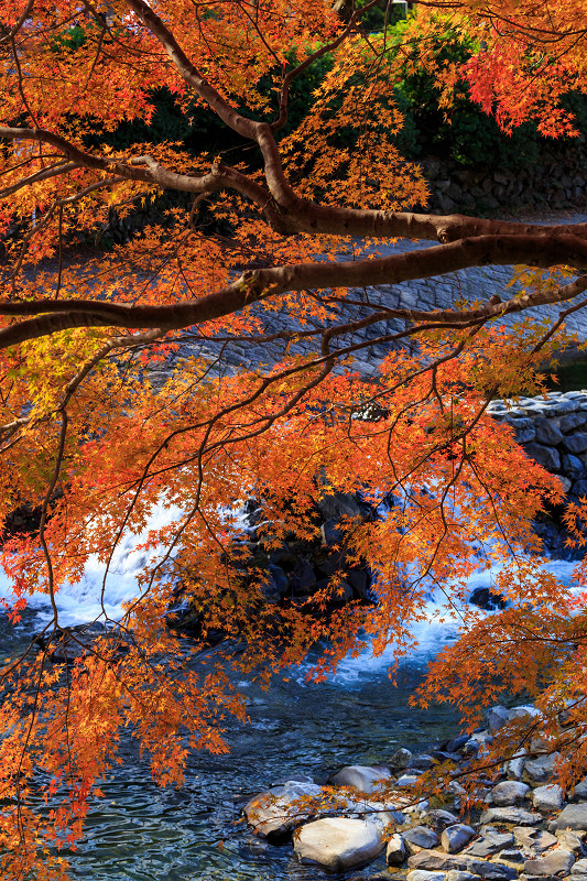 八瀬・高野川の紅葉 : 花景色-K.W.C. PhotoBlog 八瀬・高野川の紅葉 : 花景色-K.W.C. PhotoBlog