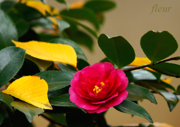 落葉でお粧し サザンカ Crystal Wayの作品 フルール花写真教室