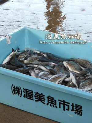 犬と一緒にうまい魚を食らう 伊良湖 大漁や 渥美魚市場 Yamatoのひとりごと 犬と一緒にうまい魚を食らう 伊良湖 大漁や 渥美魚市場 Yamatoのひとりごと