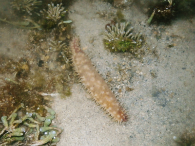 c0180460_113374.jpg