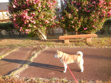 ’13,12,5(木)わが庭の冬の花!_f0060461_10264124.jpg