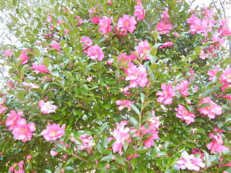 ’13,12,5(木)わが庭の冬の花!_f0060461_10272571.jpg