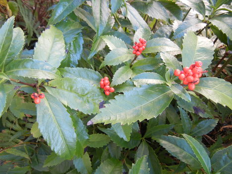 ’13,12,5(木)わが庭の冬の花!_f0060461_103316100.jpg