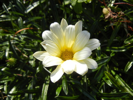 ’13,12,5(木)わが庭の冬の花!_f0060461_10353912.jpg
