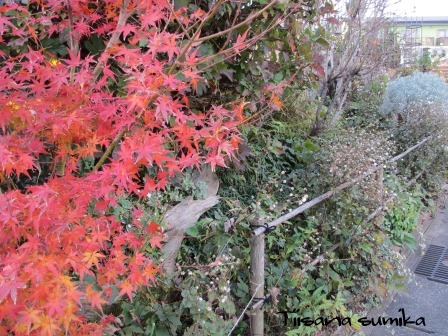 紅葉の赤と秋明菊のふわふわ綿毛_a0243064_19344121.jpg