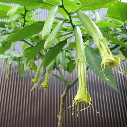 エンゼルストランペットの蕾 20131130_c0157164_23311516.jpg