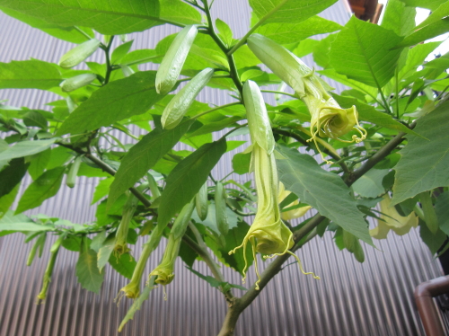 エンゼルストランペットの蕾 20131130_c0157164_23313344.jpg