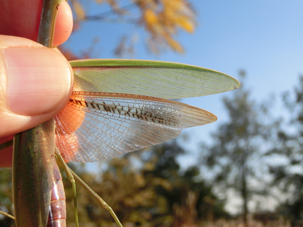 チョウセンカマキリ　　こんなに明快な違いがあるとは。　2013.12.1埼玉県_a0146869_2130990.jpg