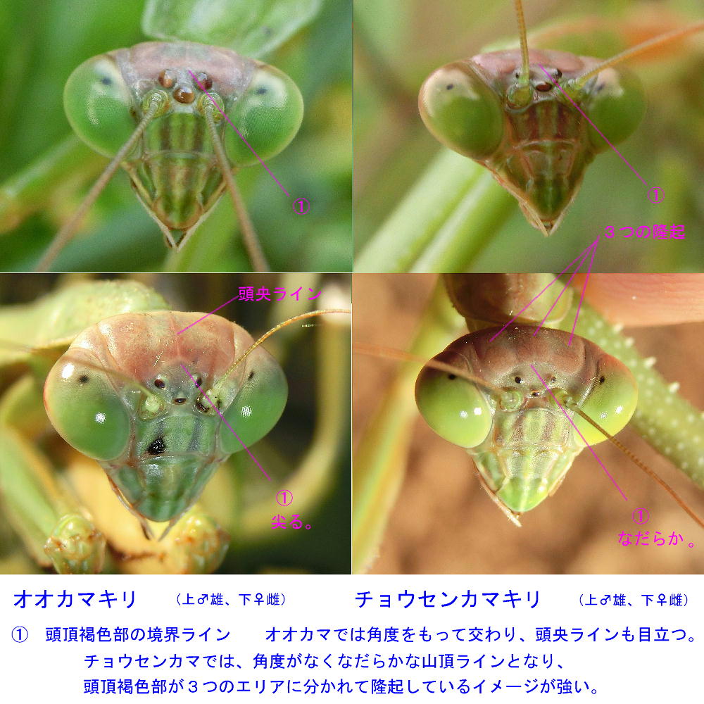 チョウセンカマキリ　　こんなに明快な違いがあるとは。　2013.12.1埼玉県_a0146869_2133887.jpg