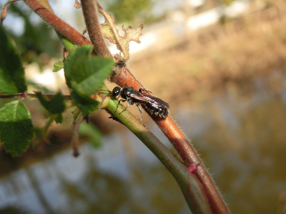 チョウセンカマキリ　　こんなに明快な違いがあるとは。　2013.12.1埼玉県_a0146869_21363719.jpg