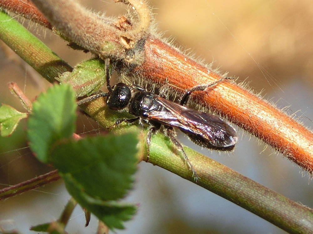 チョウセンカマキリ　　こんなに明快な違いがあるとは。　2013.12.1埼玉県_a0146869_21364312.jpg