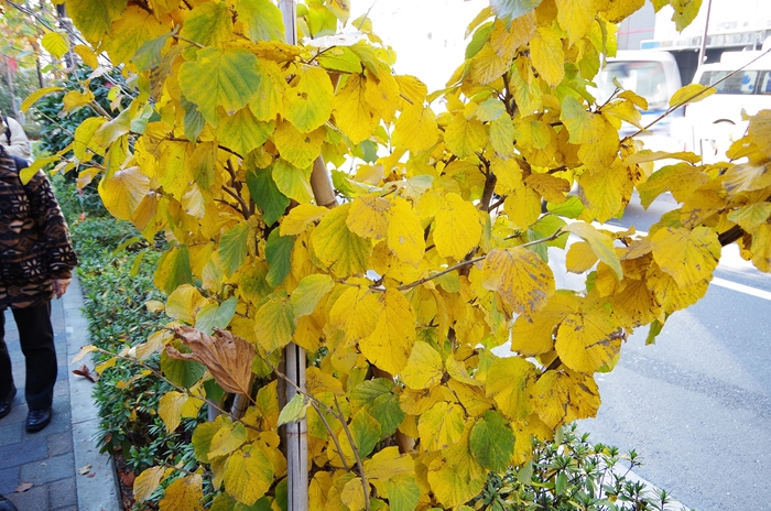 みどり学　野外学習　外山公園～新江戸川公園　１/２_d0031171_8332612.jpg