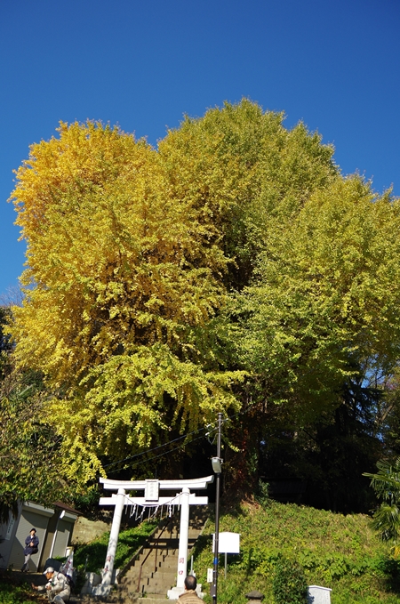 みどり学　野外学習　外山公園～新江戸川公園　１/２_d0031171_858595.jpg