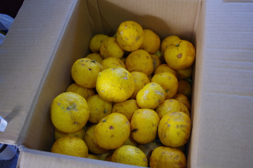 f0054677_8492613.jpg