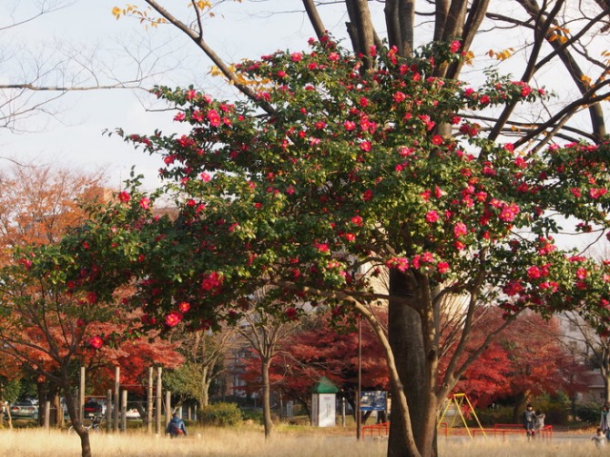 寒椿　　紅葉　　実モノ　　　zuiko.digital_a0085679_20373431.jpg