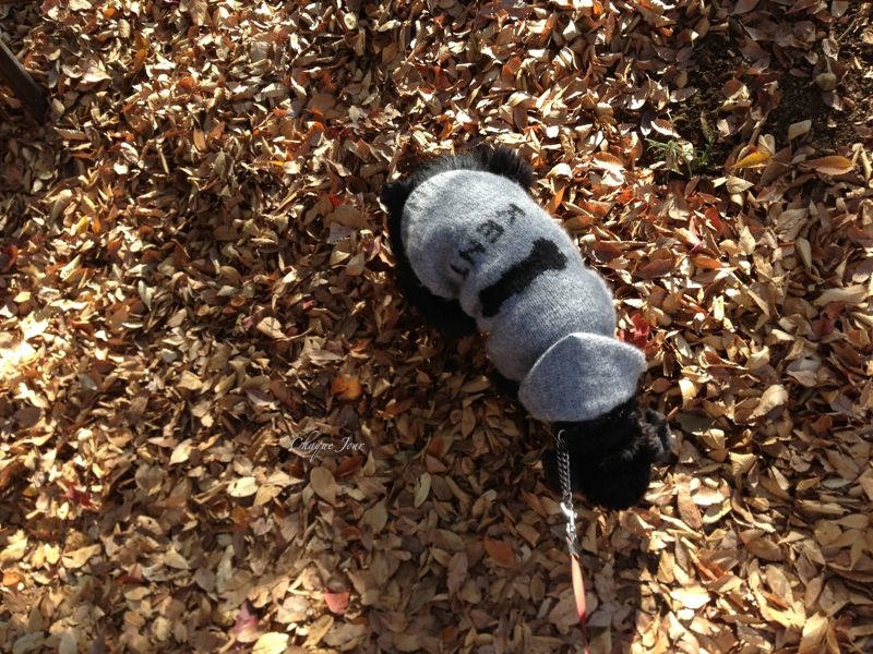 今日は駒沢公園の…ドックランに行ってみました。_d0266681_2144930.jpg