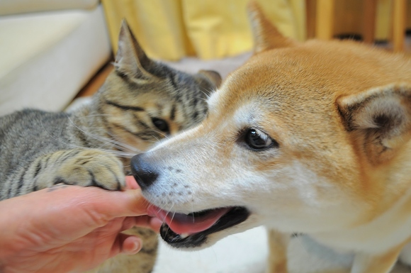 僕も好きだよ_a0126590_583548.jpg