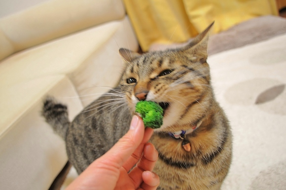 僕も好きだよ_a0126590_59964.jpg