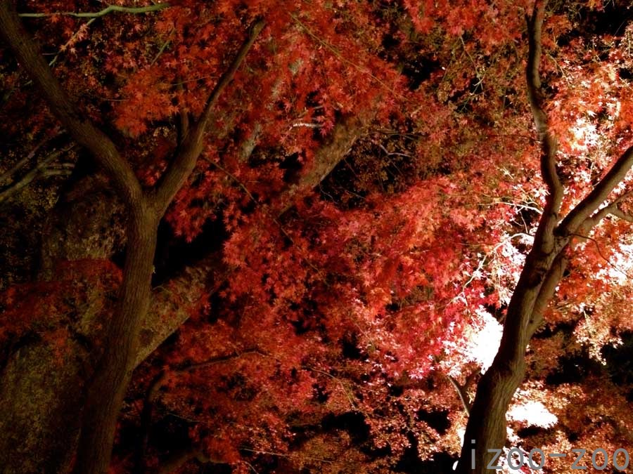 夜の紅葉狩り_c0223095_19345470.jpg