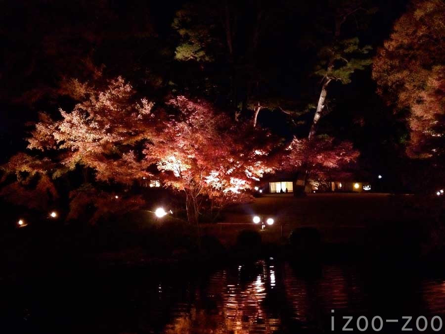 夜の紅葉狩り_c0223095_19354215.jpg