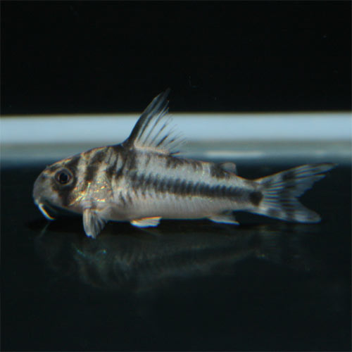 c0165800_21352139.jpg