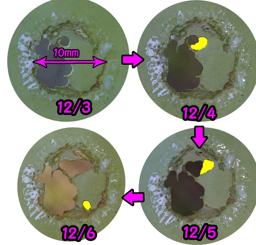 アサギマダラ幼虫の摂取量_e0253104_23272585.jpg