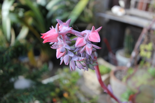 多肉植物の開花　と　常緑クレマチスの蕾_d0080906_142219100.jpg