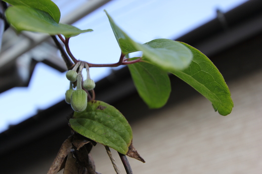 多肉植物の開花　と　常緑クレマチスの蕾_d0080906_1422452.jpg