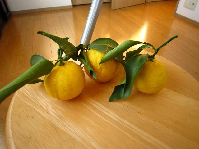 a0141408_20462475.jpg