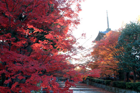 真如堂 散りモミジ 13紅葉だより69_e0048413_8554787.jpg