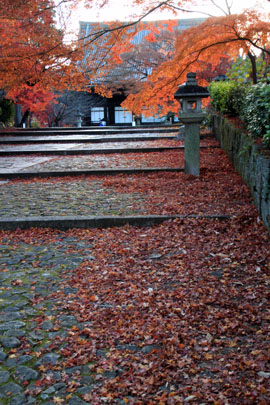真如堂 散りモミジ 13紅葉だより69_e0048413_856085.jpg