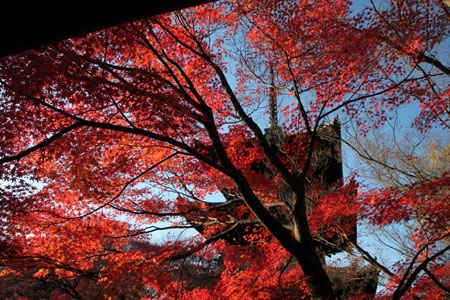 真如堂 散りモミジ 13紅葉だより69_e0048413_8563969.jpg