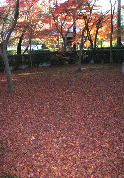 真如堂 散りモミジ 13紅葉だより69_e0048413_8571519.jpg