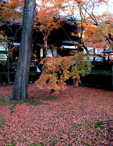真如堂 散りモミジ 13紅葉だより69_e0048413_8572840.jpg