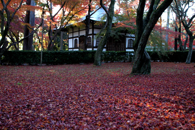 真如堂 散りモミジ 13紅葉だより69_e0048413_857290.jpg