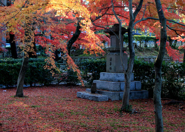 真如堂 散りモミジ 13紅葉だより69_e0048413_8574076.jpg
