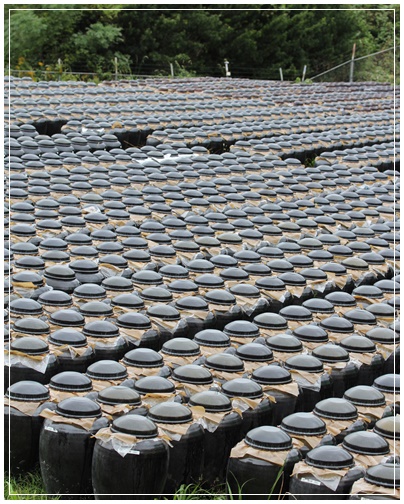 鹿児島 黒酢生産を見学_c0141025_03973.jpg