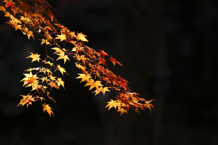 Last autumn colors 2013　【東山植物園】_f0253927_20221858.jpg
