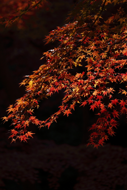 Last autumn colors 2013　【東山植物園】_f0253927_20223973.jpg