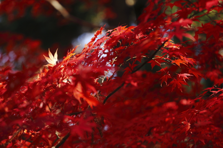 Last autumn colors 2013　【東山植物園】_f0253927_20225229.jpg