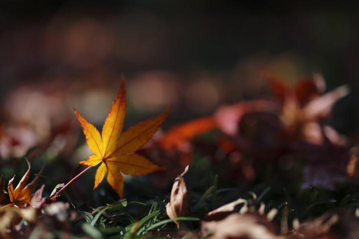 Last autumn colors 2013　【東山植物園】_f0253927_2023175.jpg