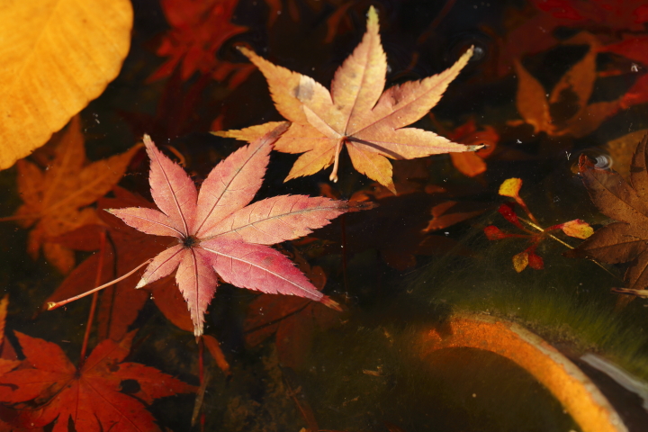 Last autumn colors 2013　【東山植物園】_f0253927_2023430.jpg