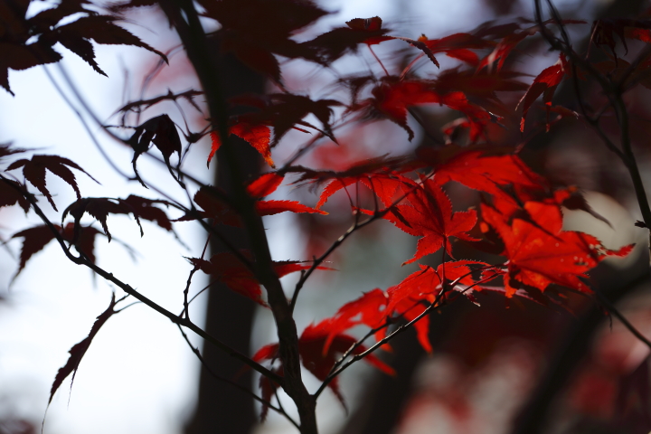 Last autumn colors 2013　【東山植物園】_f0253927_20234833.jpg