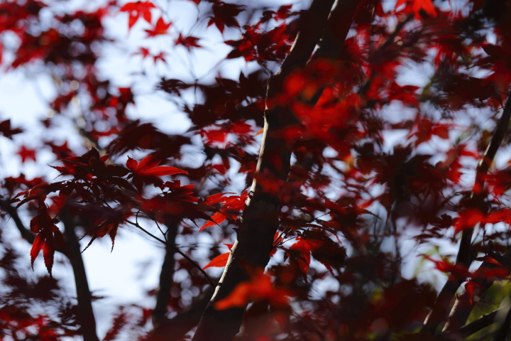 Last autumn colors 2013　【東山植物園】_f0253927_2024189.jpg