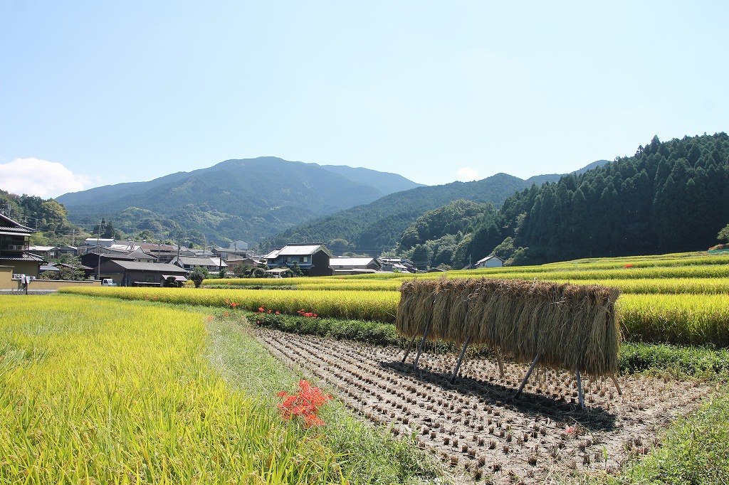 万葉集その四百五十三　(秋田刈る)_b0162728_7425086.jpg