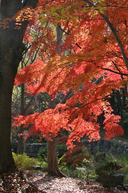 山田池公園の紅葉　その２_c0107231_22231983.jpg