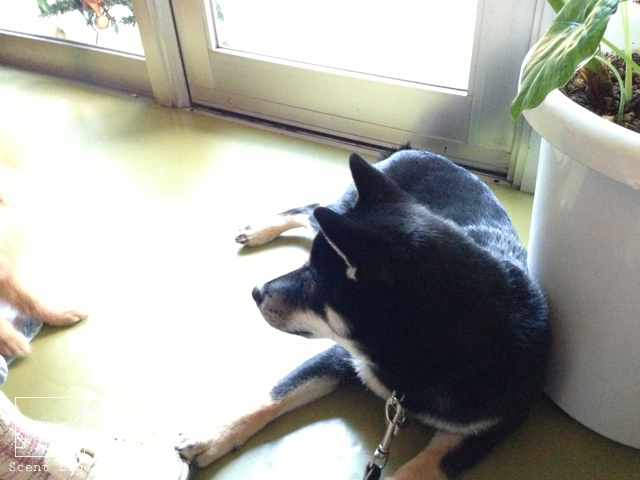 大事な時期&おまけ(子犬を迎える時)_c0099133_13231915.jpg
